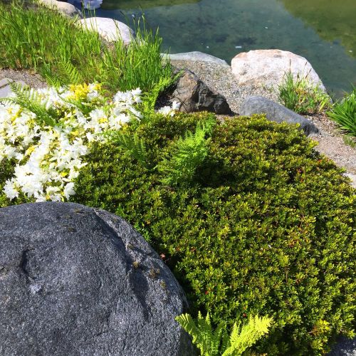 rock moss water