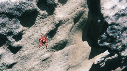 rock spider spider web