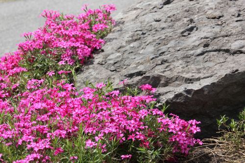 rock pink flowers flower