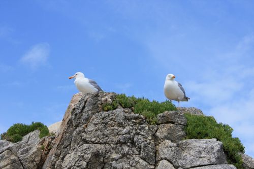 rock gulls bird