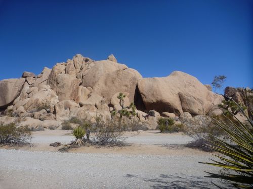 rock joshua tree national park