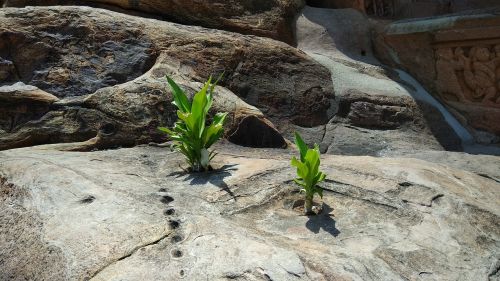 rock plant survive