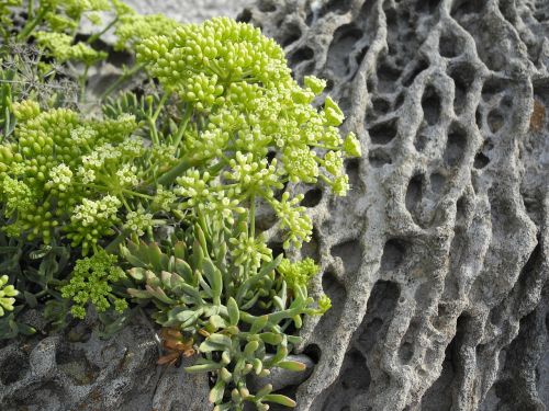 rock succulent plant sardinia