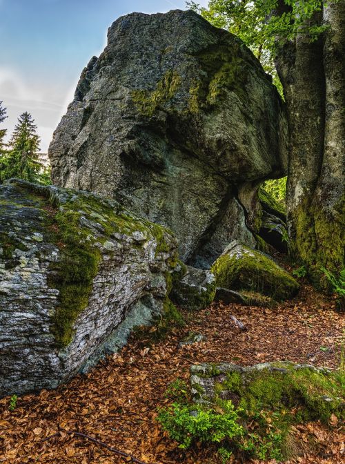 rock stone leaves