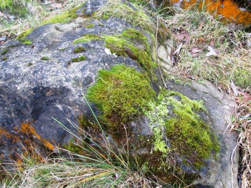 rock moss grasses
