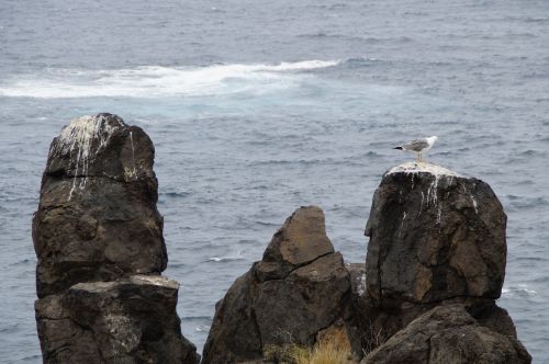 rock gulls rock gulls
