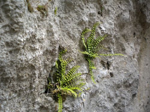 rock nature stone