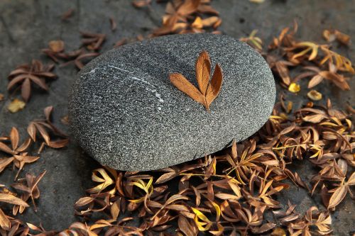 rock leaves autumn