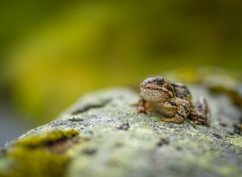 rock wood frog