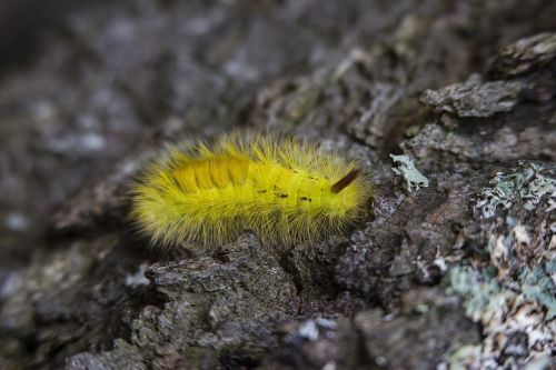 rock yellow worm