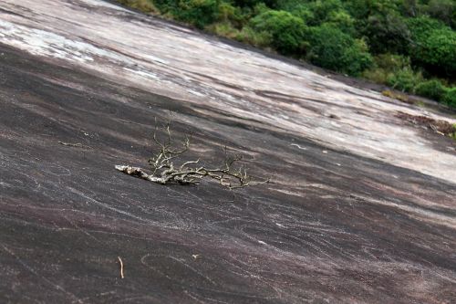 rock branch landscape