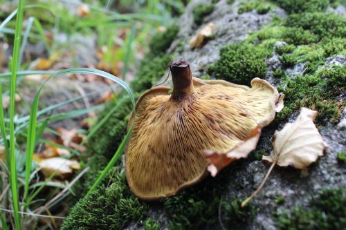 rock mushroom nature