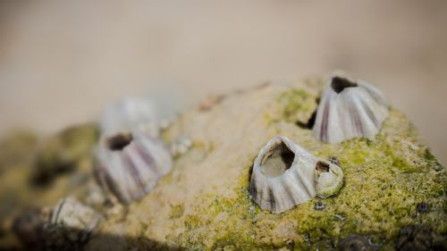 rock shell nature