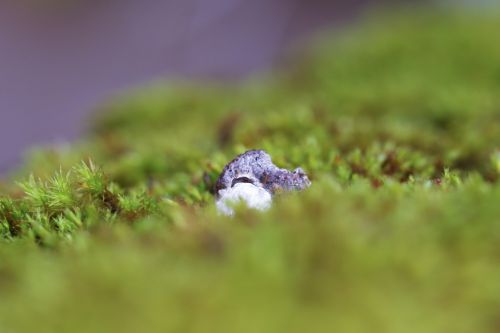 rock moss nature