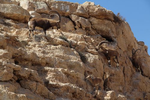 rock mountain goat desert