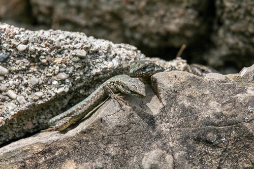 rock  nature  stone