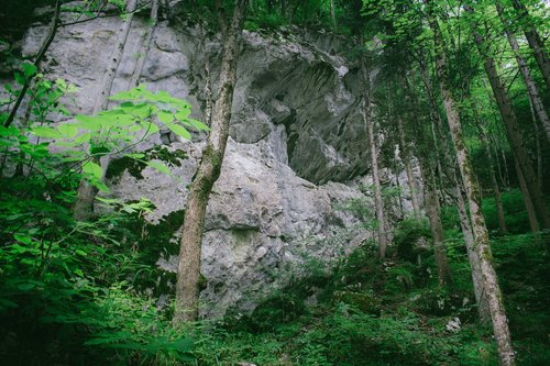 rock  jungle  forest
