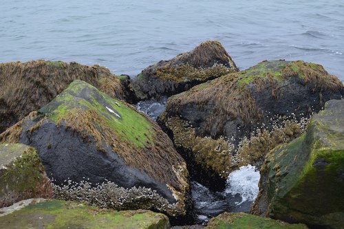 rock  water  mussels
