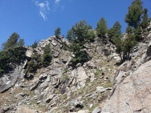 rock hills trees