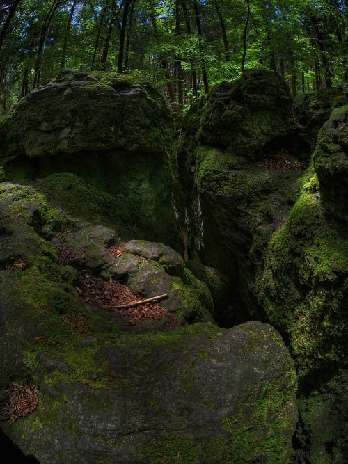 rock moss forest