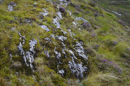 rock  rocky  moss