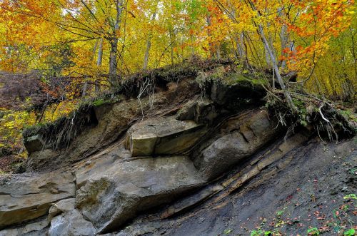 rock forest autumn