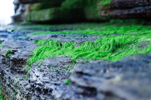 rock  moss  moist