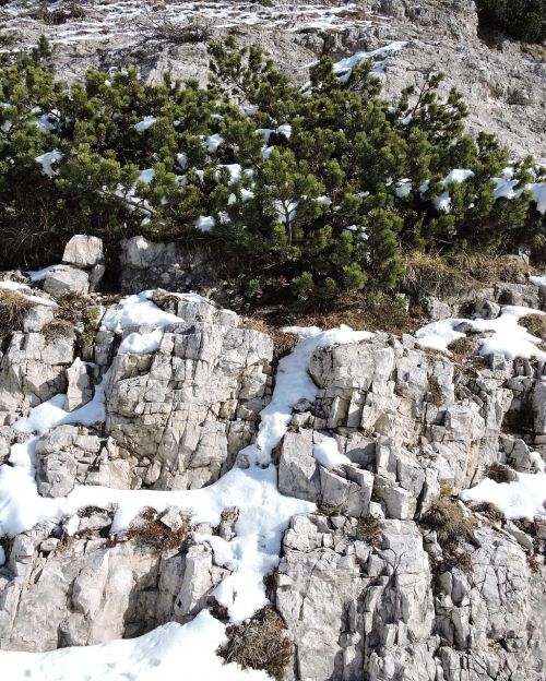 rock shrub snow