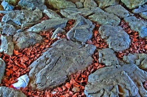 rock stones leaves