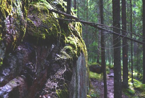 rock forest moss