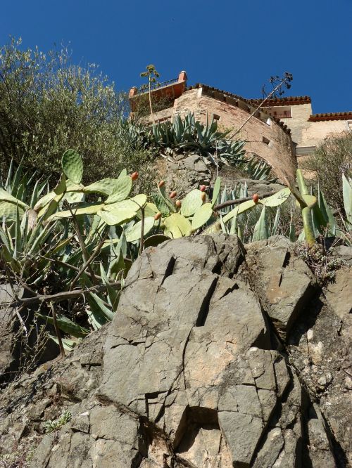 rock houses vegetation