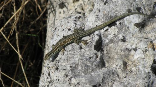 rock lizard dry