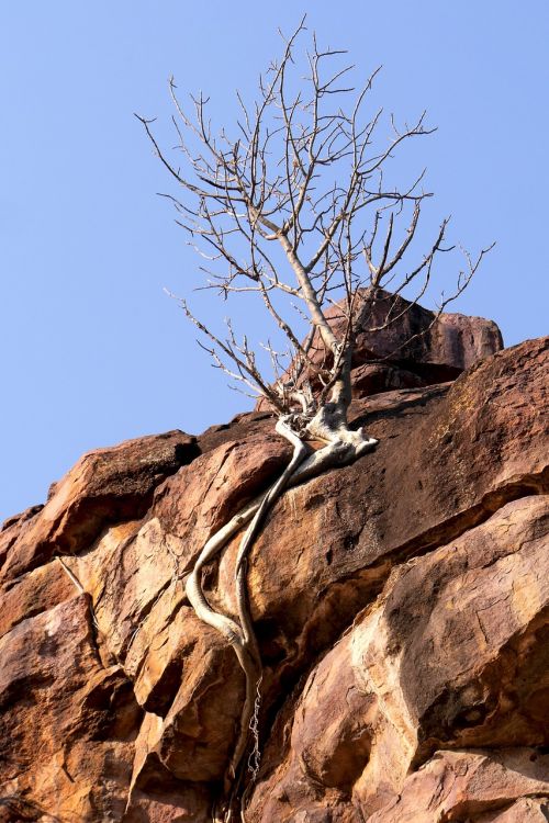 rock tree than life artist