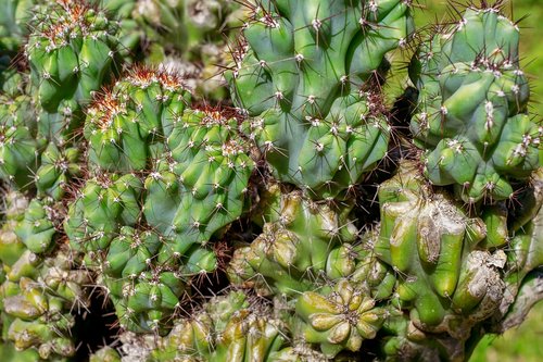 rock cactus  cereus mill  cactus