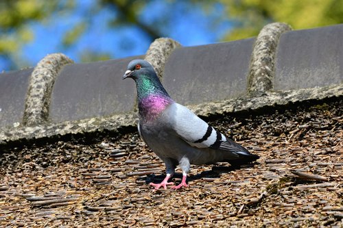 rock dove  pigeon  bird