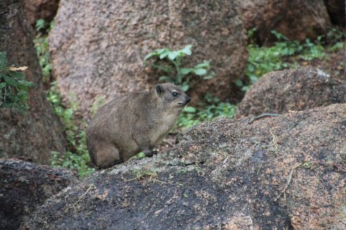 rock hyrax animal mammal