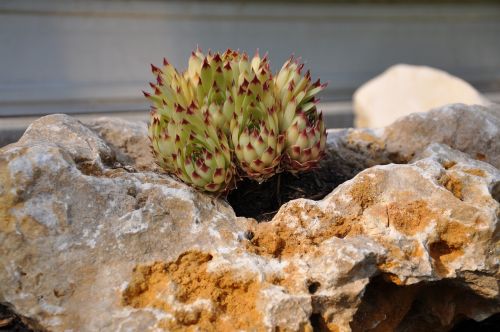 rock plant garden nature