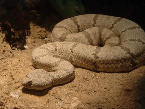 rock rattlesnake rattlesnake viper