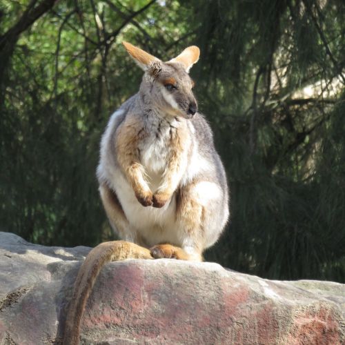 rock wallaby marsupial kangaroo