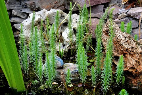 rockery  pond  garden