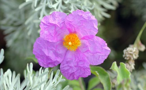 rockrose cistus blossom