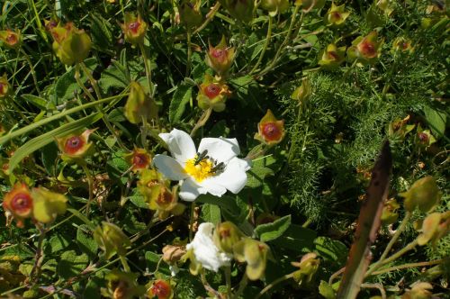 rockrose cistus monspeliensis flower