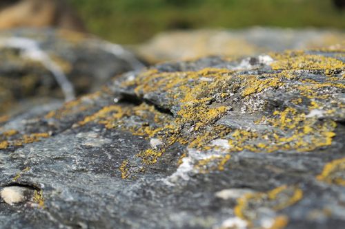 rocks yellow fungi