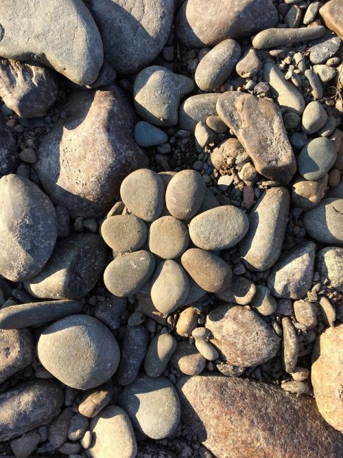 rocks flower nature