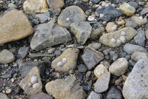 rocks sea shells seashore