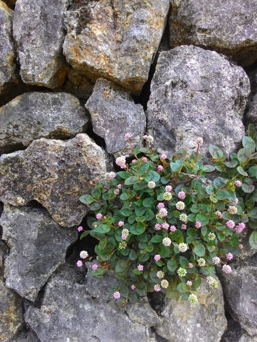 rocks flower plant