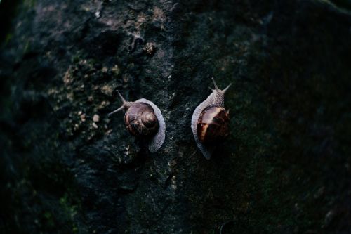 rocks snail reptile