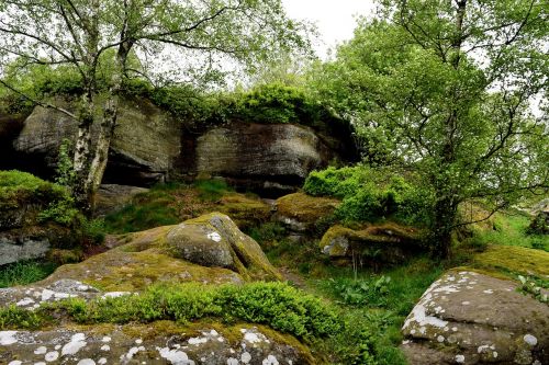 rocks green forest