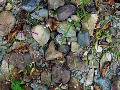 rocks stones grass