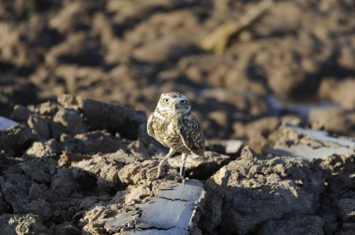 rocks perches burrowing